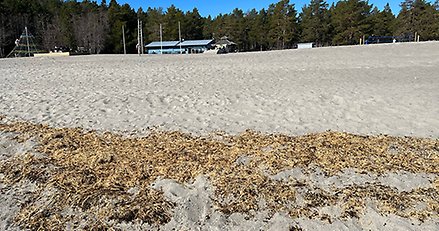 en sandstrand med en driva med träflis i förgrunden